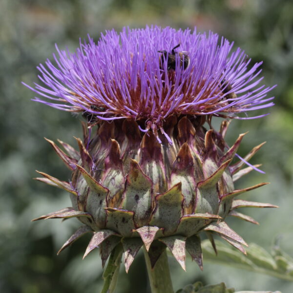artichoke-cynara-scolymus-cardunculus-plant-flower