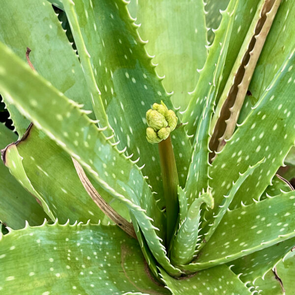 aloe-vera-succulent-plant