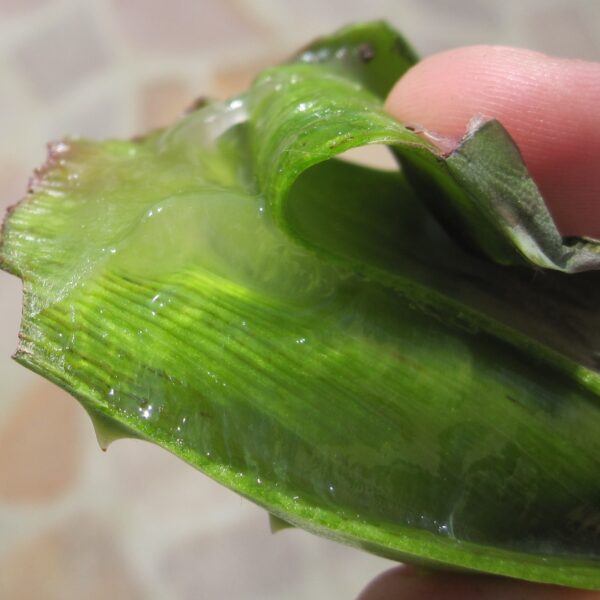 aloe vera succulent plant gel