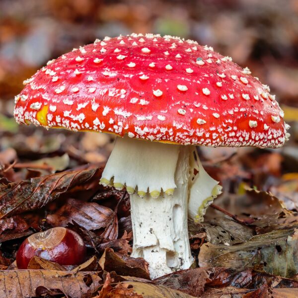 amanita muscaria mushroom cap fly agaric toadstool