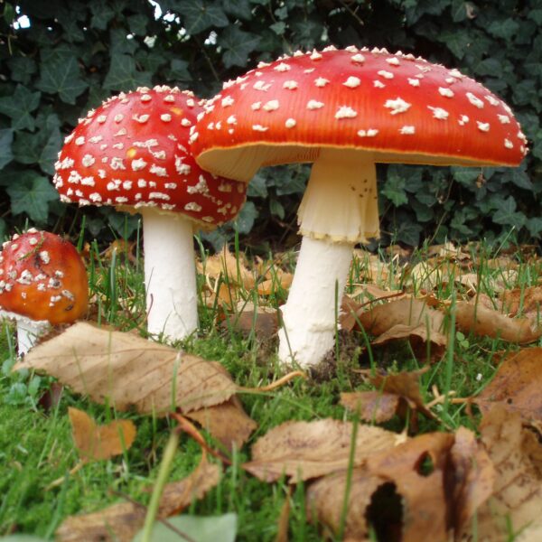 amanita muscaria mushroom cap fly agaric toadstool