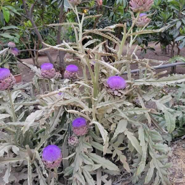 artichoke-cynara-scolymus-cardunculus-plant-2