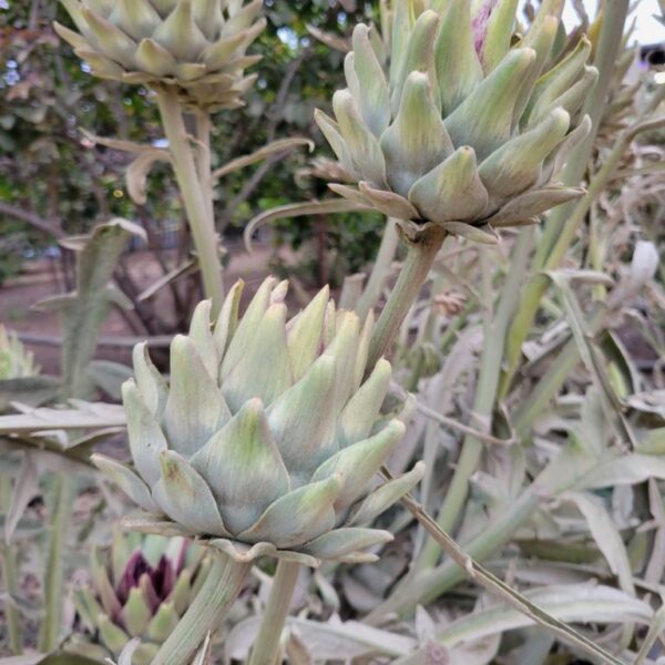 artichoke-cynara-scolymus-cardunculus-plant