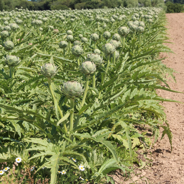 artichoke-cynara-scolymus-cardunculus-plant