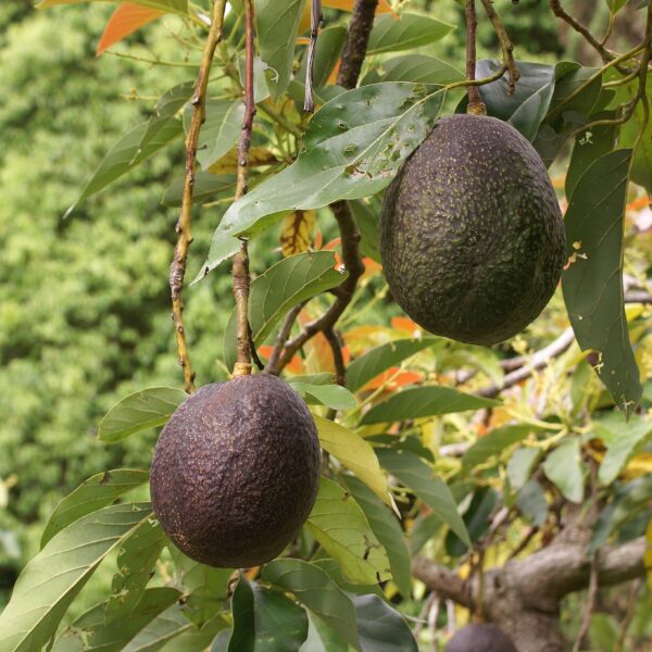 avovado persea americana fruit