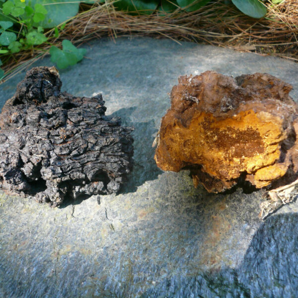 chaga mushroom inonotus obliquus
