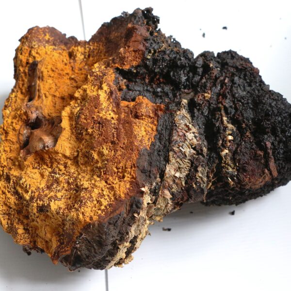 chaga mushroom inonotus obliquus