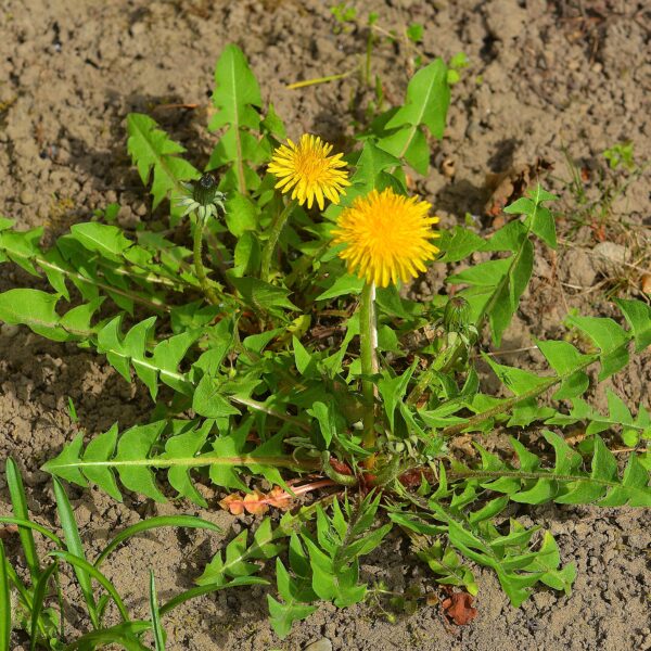 dandelion-taraxacum-officinale-plant