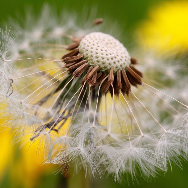 dandelion-taraxacum-officinale-seeds