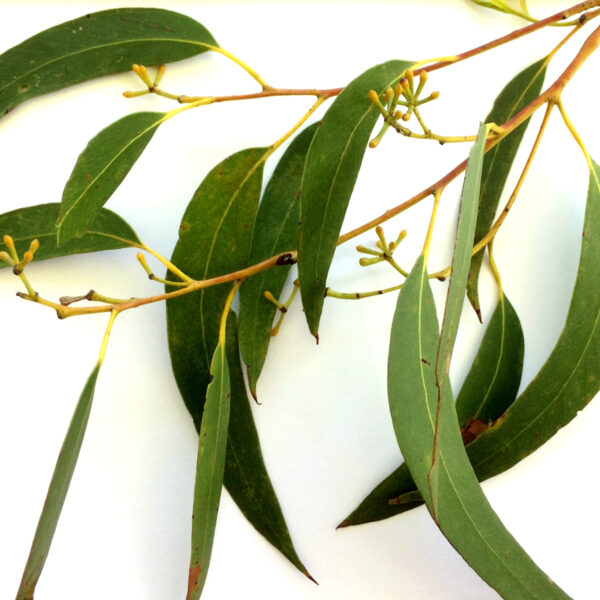 eucalyptus-globulus-tree-leaves