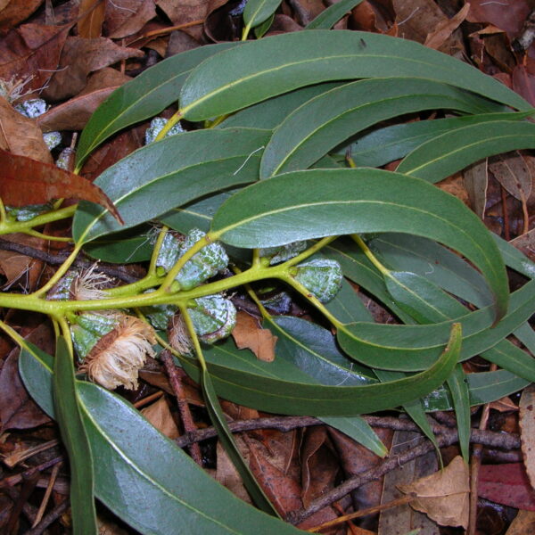 eucalyptus-globulus-tree-leaves