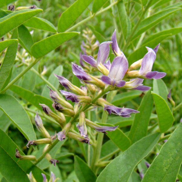 licorice glycyrrhiza glabra flower
