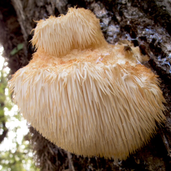 lions-mane-hericium-erinaceus-mushroom-1
