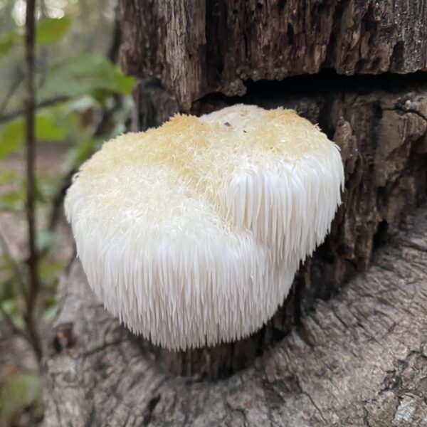 lions-mane-hericium-erinaceus-mushroom