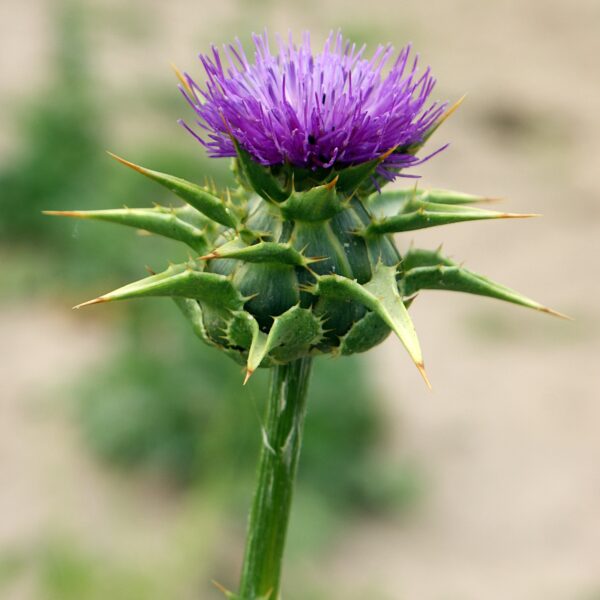 Milk Thistle Flower Head