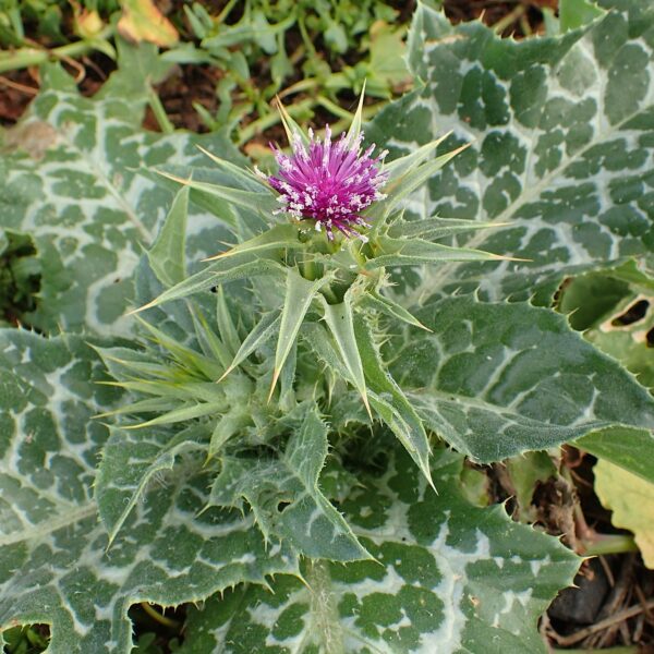 Milk Thistle Sprout
