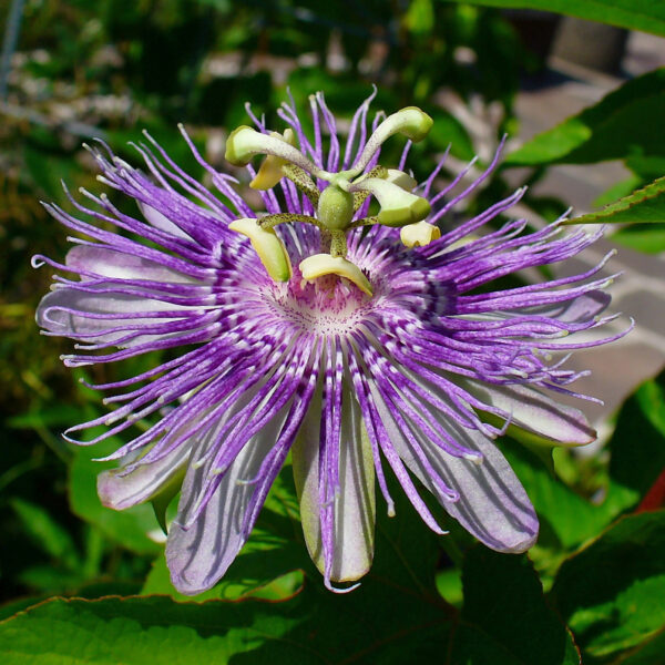 passionflower passiflora incarnata flower