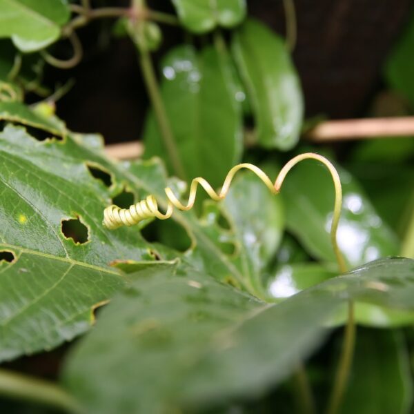 passionflower passiflora incarnata vine twirl