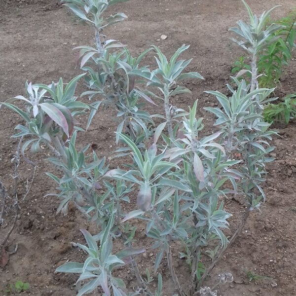 white sage salvia apiana plant