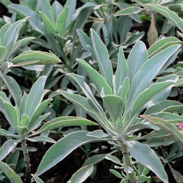white sage salvia apiana plant