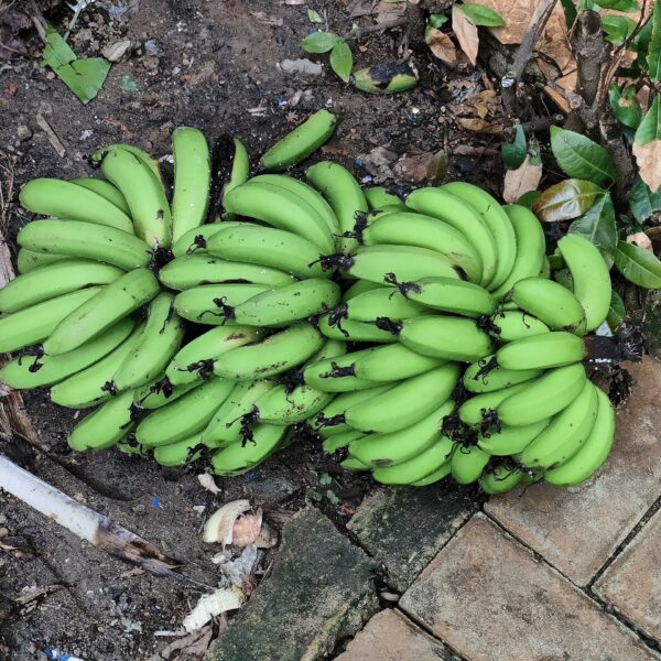 banana-musa-musaceae-fruit-raw-green-unripe